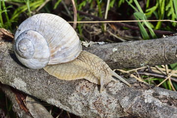Roman snail