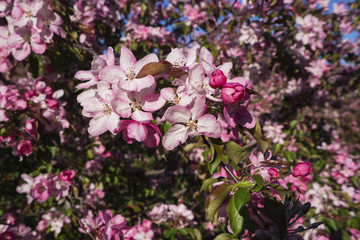 Blooming pink Apple tree in the spring.