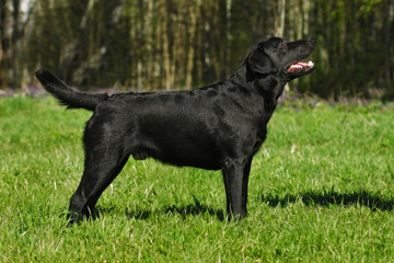 Black dog breed Labrador