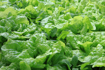 lettuce plant texture