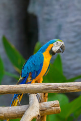 Macaw parrot in Zoo