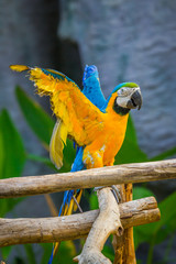 Macaw parrot in Zoo