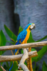 Macaw parrot in Zoo