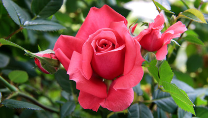 Piękna czerwona róża z pąkami. - obrazy, fototapety, plakaty
