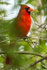 Northern cardinal (Cardinalis cardinalis). One of the most common birds in Florida.