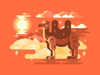Camel in desert flat