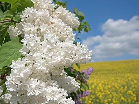 Wei&szlig;er Flieder, Syringa, Fr&uuml;hling 