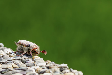 Maikäfer krabbelt auf steinen mit grünem Hintergrund © Utirolf