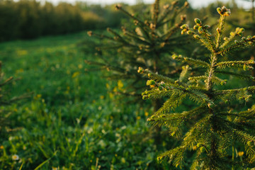 Many young spruces growing in the forest park. The concept of forest conservation.

