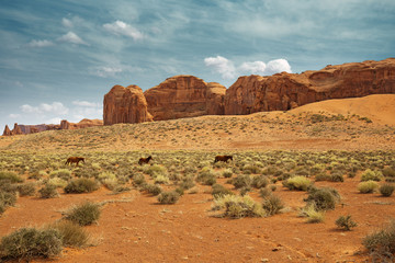 three horses grazing in the monument valley