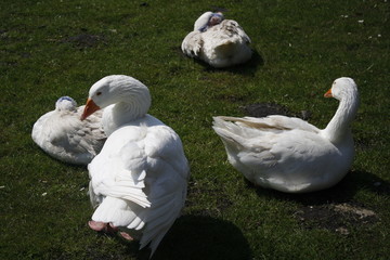 Gaense auf der Wiese