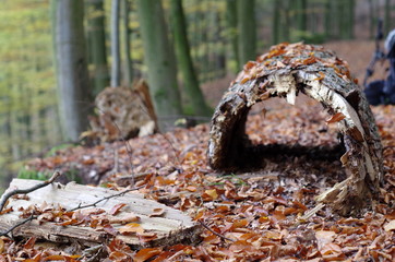Hohler Baumstamm im Herbst