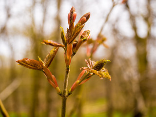 Signs of new springtime life on trees at Tockholes wood, Roddlesworth Lancashire, UK