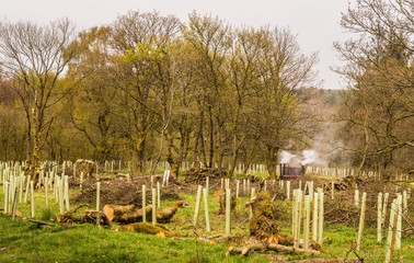 Fototapeta na wymiar New trees with protection at Roddelsworth Woods, Tockholes, Lancashire, UK