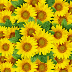 Fototapeta premium Sunflowers background