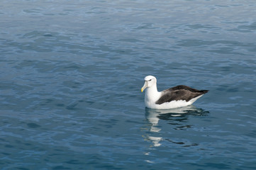 Albatross resting on a calm ocean surface, Kaikoura, New Zealand