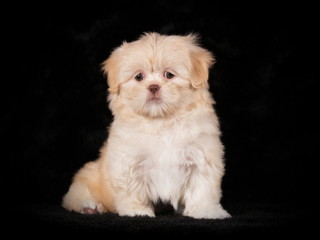 Chiot Shih-Tzu crème en studio