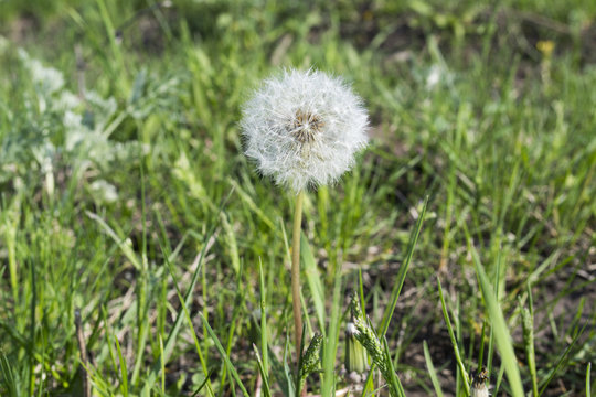 Fototapeta dandelion on the green grass  