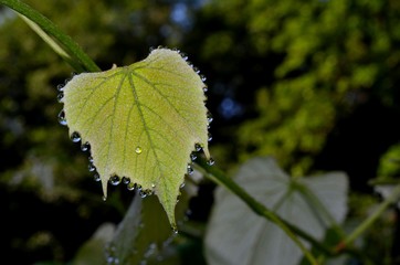 Springtime morning fresh dew drops glistening on a garden grape leaf