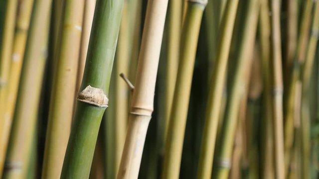 Green fresh Poaceae family bamboo plant stalks on wind 4K 3840X2160 30fps UltraHD video - Bambusoideae forest with a lot of green plants 4K 2160p UHD footage