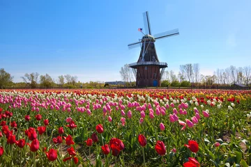 Fotobehang Houten Windmolen in Holland Michigan - Omringd door lentetulpen © csterken