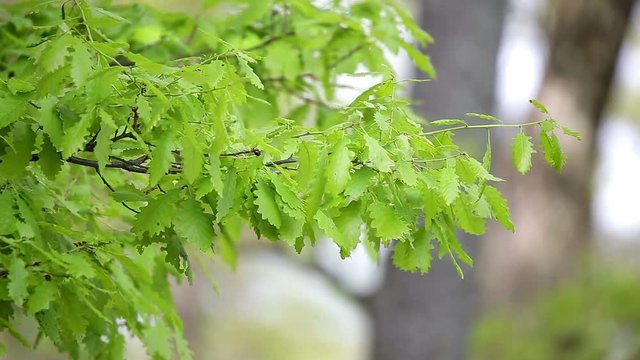 Forest detail, with young oak trees (Quercus petraea)