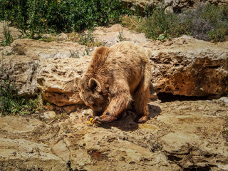 Fototapeta premium Syrian brown bear, Jerusalem Biblical Zoo in Israel
