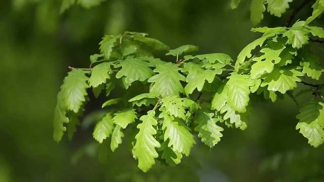 Forest detail, with young oak trees (Quercus petraea)