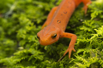 Red Spotted Newt