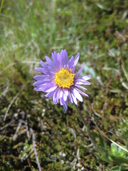 Obraz premium Blume Alpenaster