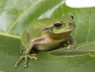 European tree frog