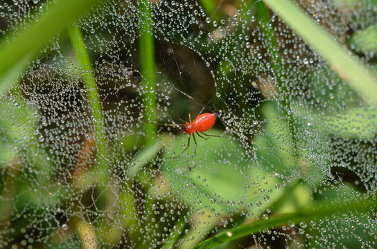 Grass spider, black-tailed sheetweaver, Florinda coccinea.  Red spider creates web in grass which is glistening in early morning dew drops.