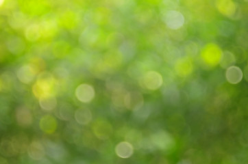 Plakat Green nature bokeh with sun light abstract background.