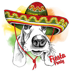 The poster with the image of the dog Basset Hound in the Mexico sombrero. Vector illustration.