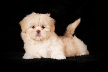 Chiot Shih-Tzu crème en studio