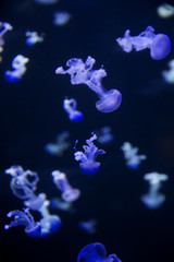 Fototapeta na wymiar Glowing Blue Jellyfishes.