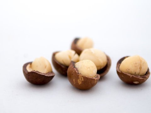 macadamia nuts fruits with shell on white background