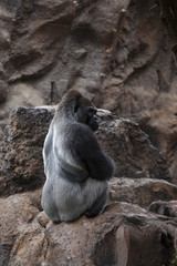 Portrait of big, black gorilla