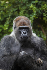 Portrait of big, black gorilla