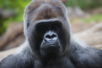 Portrait of big, black gorilla