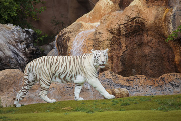 Fototapeta na wymiar White tiger cautiously looking