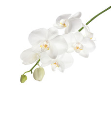 Obraz na płótnie Canvas White orchid isolated on white background.
