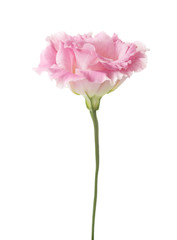 Obraz premium Light pink flower ( Eustoma) isolated on white.
