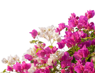 Pink and white blooming bougainvilleas isolated on white background