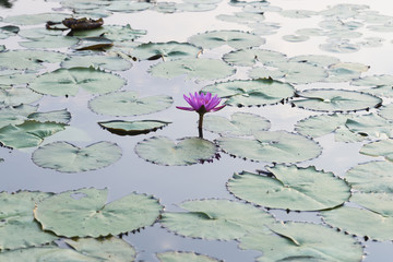 lotus flower