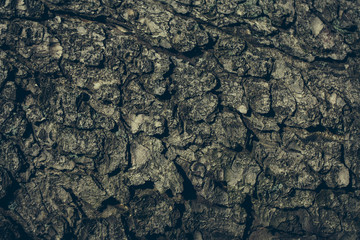 Tree bark texture