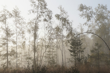 Obraz na płótnie Canvas Misty forest in sunlight