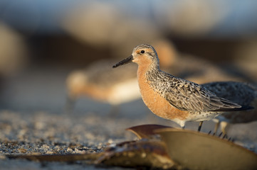 Red Knot
