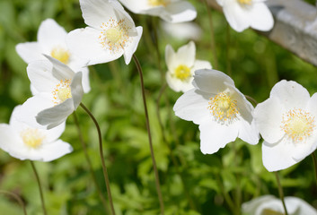 Close-up of white anemone flowers in spring sunlight.