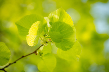 Green leaves on the tree
